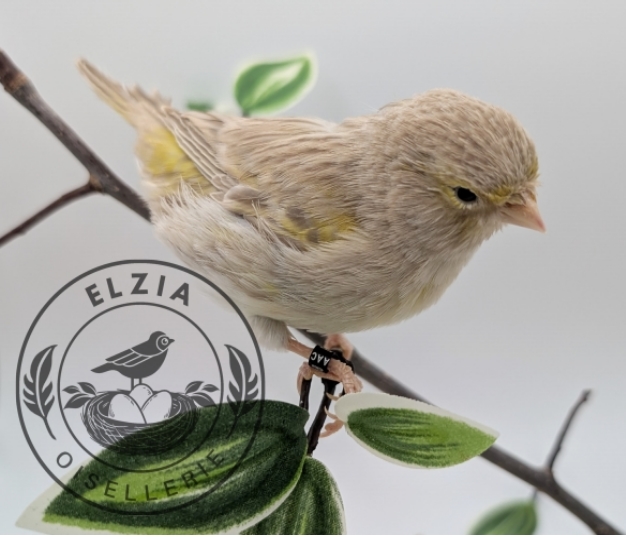 Canari